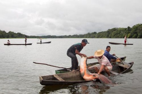 Увлекательная рыбалка на просторах бразильских рек.