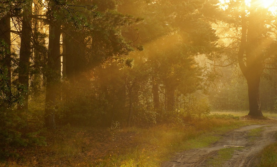 Фото утреннего леса: восхитительная красота природы